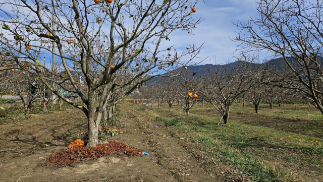 대봉감 나무 아래 상품이 되지 못한 과실들이 버려져 있다. 김현우 기자