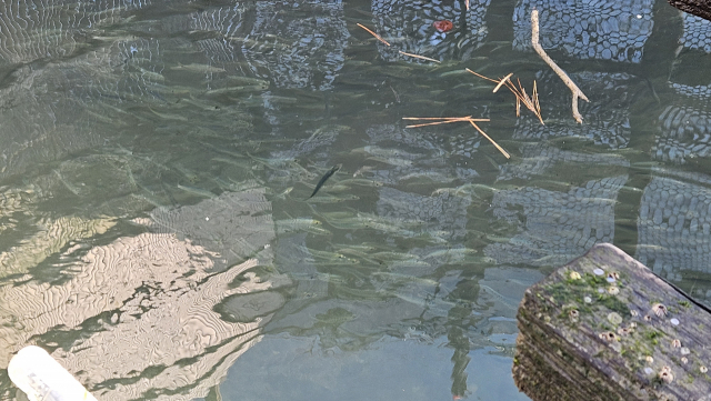 죽방렴 안을 유영하고 있는 정어리 떼 모습. 김현우 기자