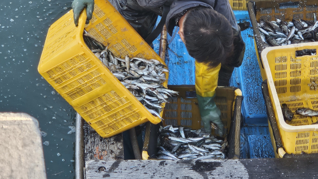 멸치 대신 정어리라도 잡아 분류해 보지만 어민들로선 답답함이 클 수밖에 없다. 김현우 기자