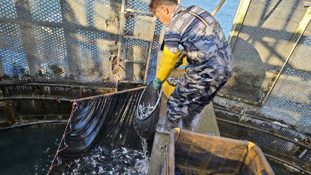 그물을 치고 뜰채로 고기를 떠보지만 잡히는 건 정어리 뿐이다. 김현우 기자