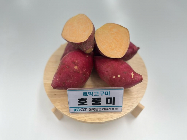 농촌진흥청이 새로 개발한 국산품종 고구마. 호풍미는 호박고구마 품종으로 병에 저항성이 강하고 저장기간도 길다. 소담미는 꿀고구마 품종으로 식미와 외관상품성이 우수하다. 한국농업기술진흥원 제공