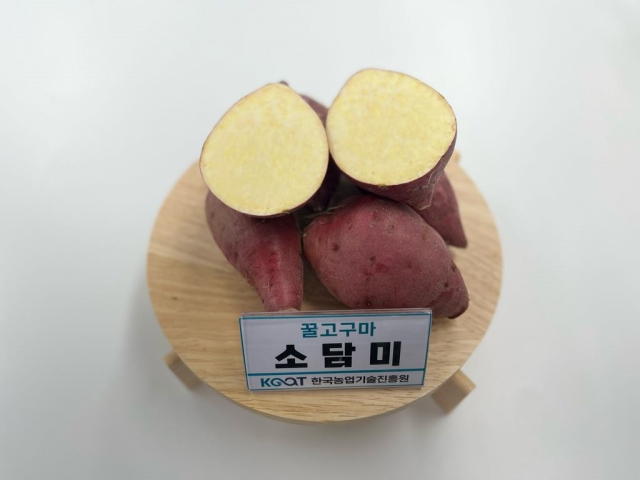 농촌진흥청이 새로 개발한 국산품종 고구마. 호풍미는 호박고구마 품종으로 병에 저항성이 강하고 저장기간도 길다. 소담미는 꿀고구마 품종으로 식미와 외관상품성이 우수하다. 한국농업기술진흥원 제공