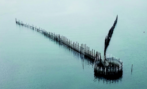 [밀물썰물] 위기의 죽방렴