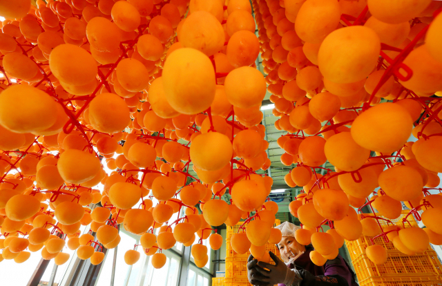 산청고종시 자연 건조 작업 모습. 잘 말려진 고종시는 최고 품질의 ‘산청 곶감’으로 재탄생한다. 김현우 기자