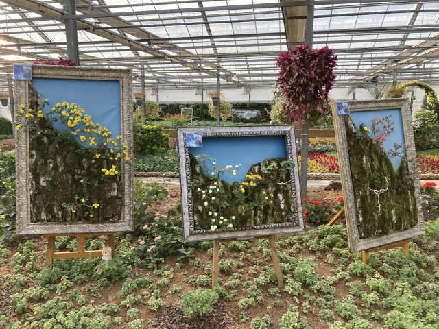 거제식물원 힐링허브랜드&국화육묘온실 화초 사이에 전시된 국화분재 작품.