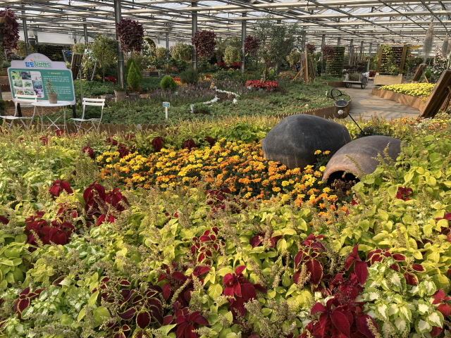 거제식물원 힐링허브랜드&국화육묘온실에서 다양한 꽃이 자라고 있다.