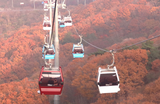 짙은 갈색으로 물든 단풍 사이를 지나가는 거제파노라마케이블카.