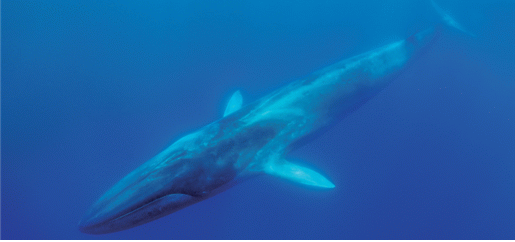 12월 ‘이달의 해양생물’로 선정된 참고래. 해수부 제공