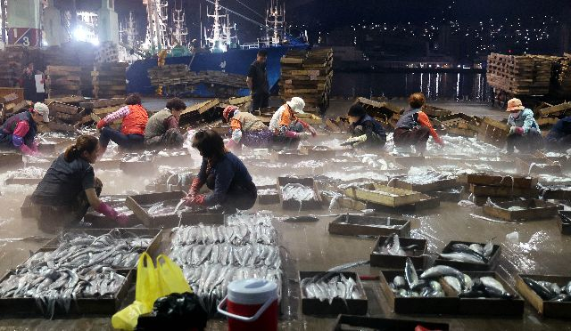 부산공동어시장에서 관계자들이 생선을 경매에 부치기 위해 정리하고 있다. 부산일보DB