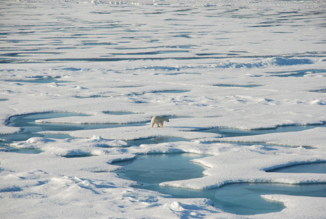 지구 온난화로 북극의 얼음이 녹고 있다. 부산일보DB