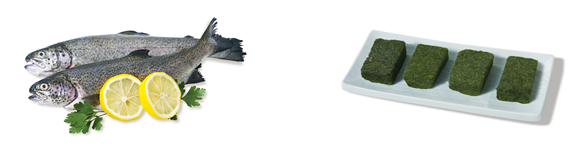 2024년 1월, 이달의 수산물로 선정된 송어(왼쪽)와 매생이. 해수부 제공