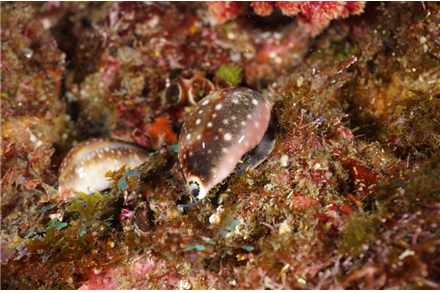 2024년 1월, 이달의 해양생물로 선정된 제주개오지. 해수부 제공