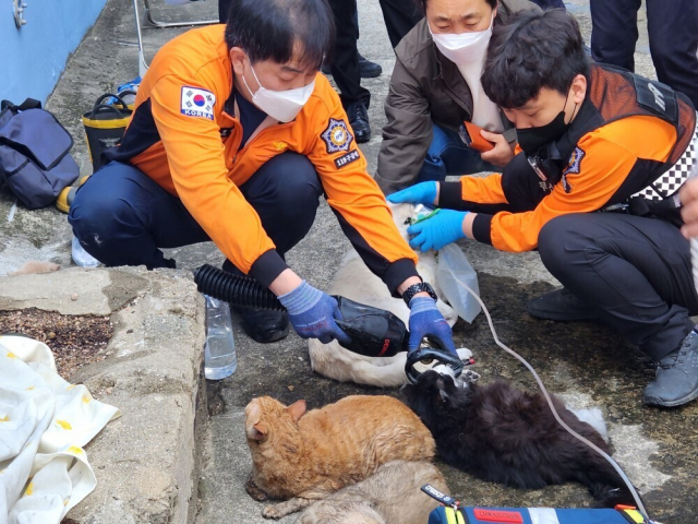 지난해 5월 부산 수영구 광안동 아파트에서 발생한 화재로 피해를 입은 반려동물에게 구조대가 응급 처치를 하고 있다. 부산소방재난본부 제공