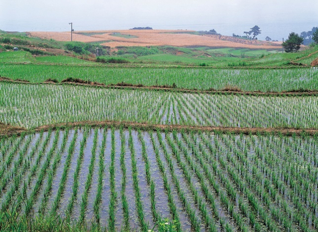 정부가 중간 물떼기, 얕게 걸러대기, 바이오차 투입 등 탄소를 적게 쓰면서 농사를 짓는 농업인에게 활동비를 지원한다. 이미지투데이