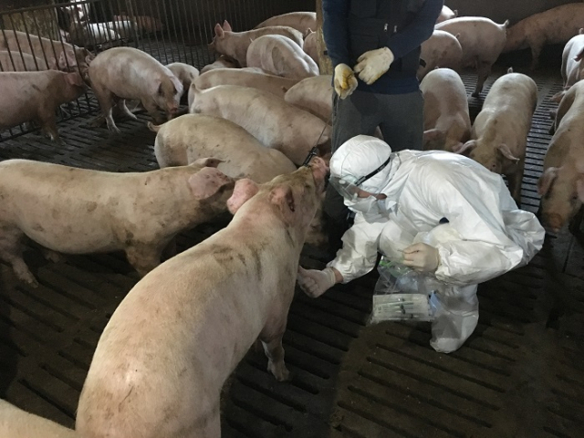 부산에서 밤사이 아프리카돼지열병(ASF)에 걸린 야생 멧돼지 4두가 확인됐다. 사진은 경남도가 돼지사육농가 차단 방역 상황을 점검하는 모습.(사진은 기사와 관련없음). 부산일보 DB