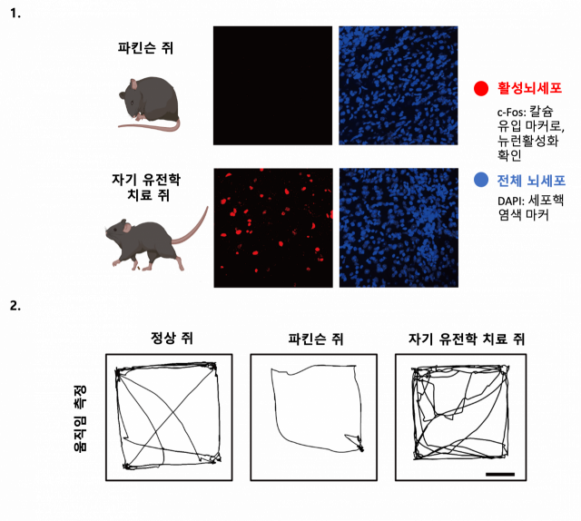 [그림] 나노-자기유전학을 이용한 DBS의 파킨슨병 운동 장애 치료 효과. 1. 나노-자기유전학 DBS에 의한 뇌 심부 시상하핵(Subthalamic Nucleus) 지역의 신경세포 활성화 증가. 자기장 자극에 의해 나노입자가 전달한 힘이 피에조-1을 열고 신경세포의 활동을 증가시켜 핵 내 c-Fos 신호를 증가시킴. 2. 파킨슨 쥐는 운동성 장애가 있어 움직임이 적음. 나노-자기유전학 DBS 치료를 받은 파킨슨 쥐는 정상 쥐와 비슷한 수준의 활발한 움직임을 보임. IBS 제공