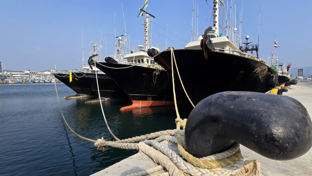 통영시 동호항 물량장에 정박 중인 중‧대형쌍끌이저인망 선단. 주로 삼치를 잡는데 올해 6월까지 배정된 총허용어획량(TAC)을 모두 소진해 출어를 못하고 있다. 김민진 기자