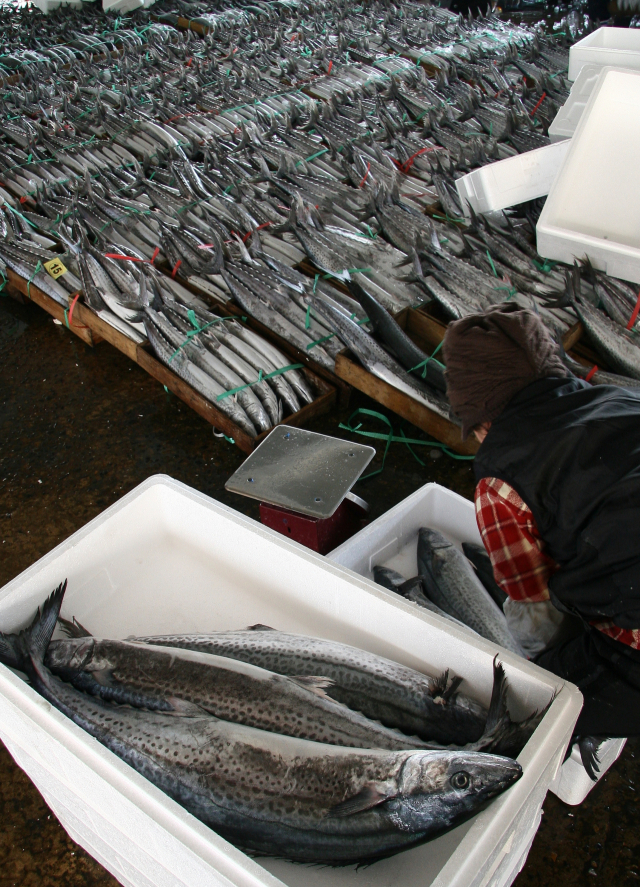 통영수협 삼치 위판 모습. 김민진 기자