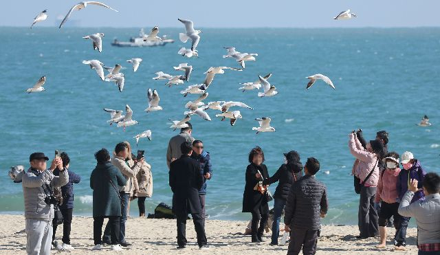 설 연휴 마지막 날인 12일 오후 부산 해운대해수욕장을 찾은 나들이들이 갈매기의 군무를 보며 휴일 한 때를 보내고 있다. 정종회 기자 jjh@