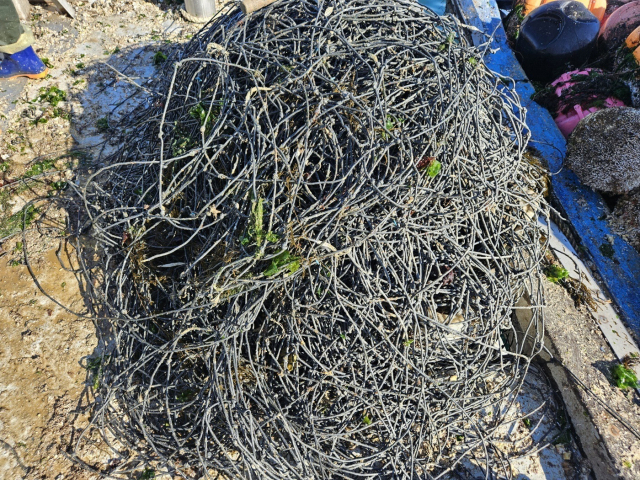 굴 채취선에서 한 작업자가 새로 개발된 굴 수하연 자동 양승기를 사용하고 있다. 아래 사진은 굴 분리 후 깔끔하게 회수된 수하연(양식용 줄). 참코청하 제공