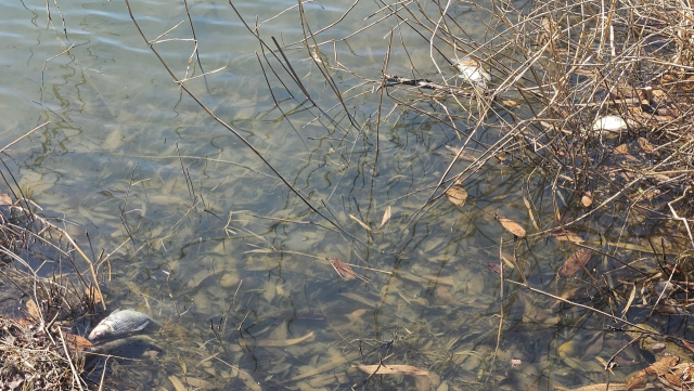 폐사체는 2~3마리씩 저수지 가장자리를 따라 길게 펼쳐져 있다. 김현우 기자