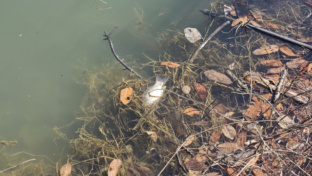 진주지역 대표 산책지 가운데 한 곳인 금호지에서 붕어 폐사체가 잇따라 떠올랐다. 현재까지 정확한 폐사 원인은 밝혀지지 않고 있다. 김현우 기자