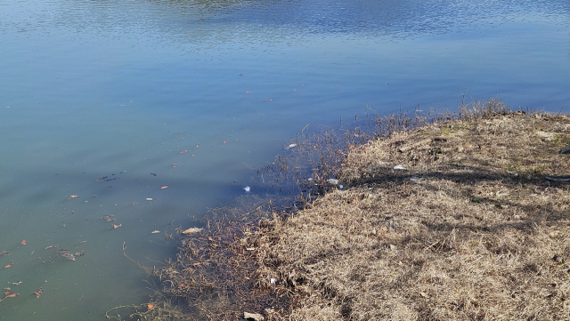 진주 금호지의 붕어 폐사 원인은 오리무중이다. 일각에서는 최근 기온 차로 인한 수온·용존산소 변화 탓이라는 지적이 나오고 있다. 김현우 기자