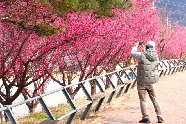 한 관광객이 섬진마을 앞 도로에 핀 홍매화를 촬영하고 있다. 남태우 기자