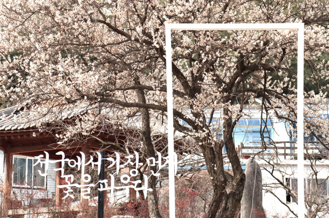 전남 광양시 섬진마을 인근 소학정 마을에 화사하게 피어난 하얀 매화. 남태우 기자