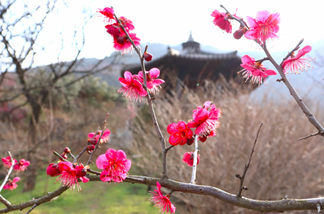 전남 광양시 섬진마을 전망대 앞에 홍매화가 화사하게 피었다. 남태우 기자