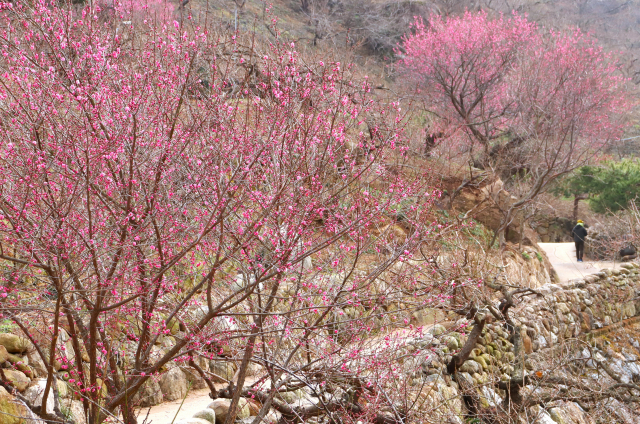 전남 광양시 홍쌍리청매화농원 인근 돌담길에 홍매화가 탐스럽게 피었다. 남태우 기자