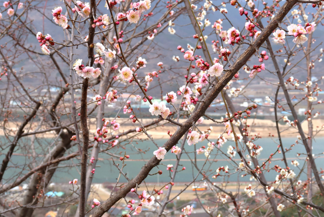 섬진강을 내려다보는 홍쌍리청매실농원에 하얀 매화가 복스럽게 피었다. 남태우 기자