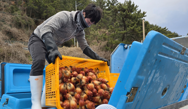 제철 멍게는 대부분 껍질을 벗기지 않은 상태로 중간 유통상인 활어차를 통해 전국 각지로 공급된다. 김민진 기자
