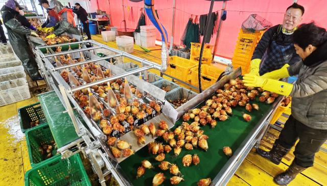 20일 오전 통영시 산양읍 신전리 바닷가 물량장 뗏목에서 제철 맞은 멍게 수확이 한창이다. 김민진 기자