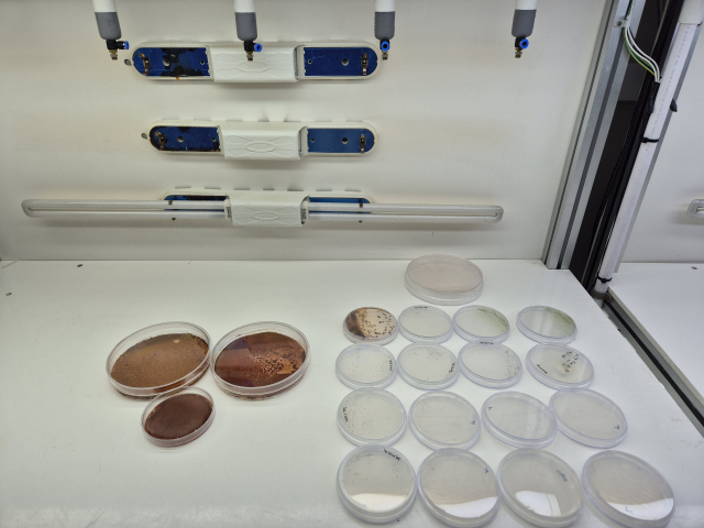 건조막 배양 기술로 건조 중인 헤마토코쿠스. KIOST 제공