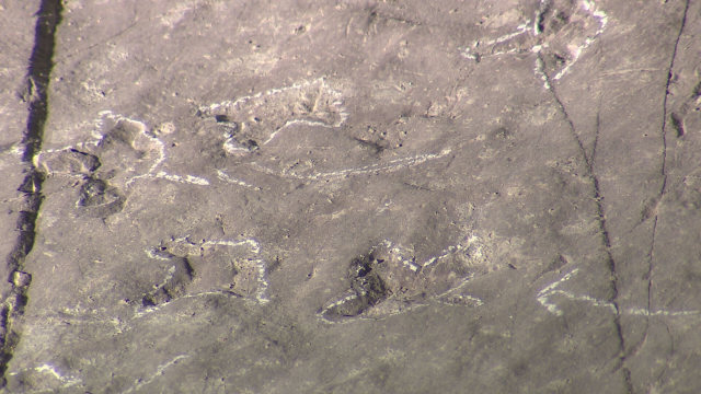화석전시관에 있는 발자국 화석. 흔적이 희미하고 거리도 멀어 육안으로 식별이 쉽지 않다. 김현우 기자