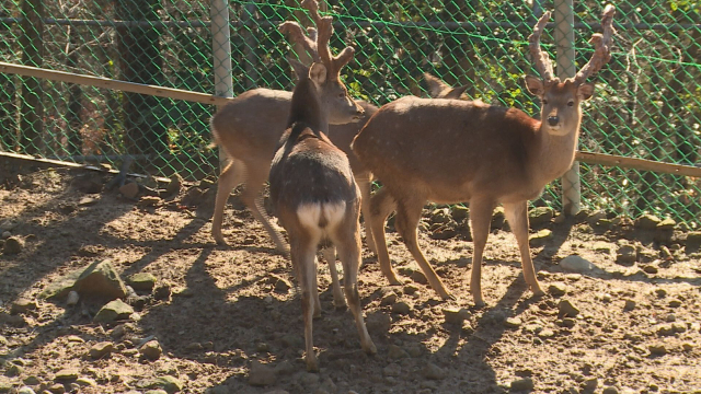 진양호동물원은 이전이 확정돼 미래지향적 동물원으로 조성될 전망이다. 김현우 기자