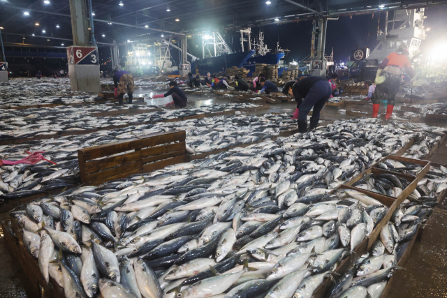 부산 서구 공동어시장에서 어시장 관계자들이 배에서 내린 고등어를 경매에 부치기 위해 나무상자에 옮겨담아 정리하고 있다. 정종회 기자 jjh@