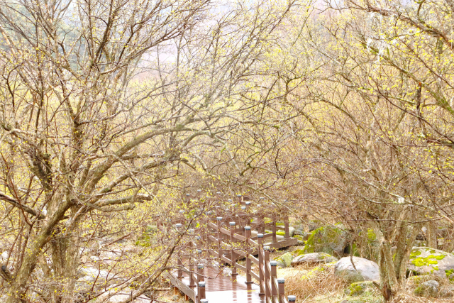 산수유꽃으로 뒤덮인 반곡마을 산책길 나무 덱. 달콤한 봄 향기가 보슬비에 섞여 날아다니는 듯하다. 남태우 기자