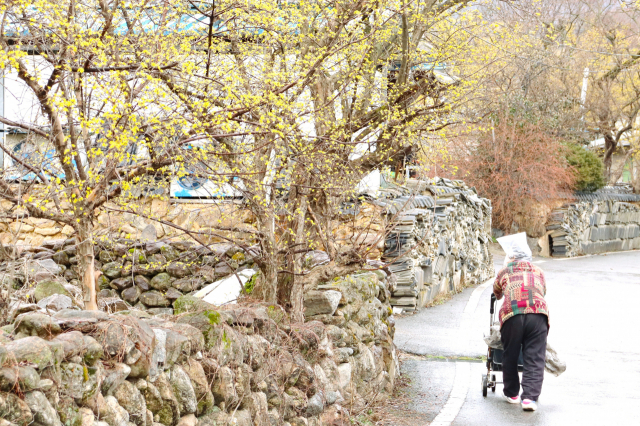 한 할머니가 평촌마을 담장에 핀 산수유꽃 옆으로 걸어가고 있다. 남태우 기자