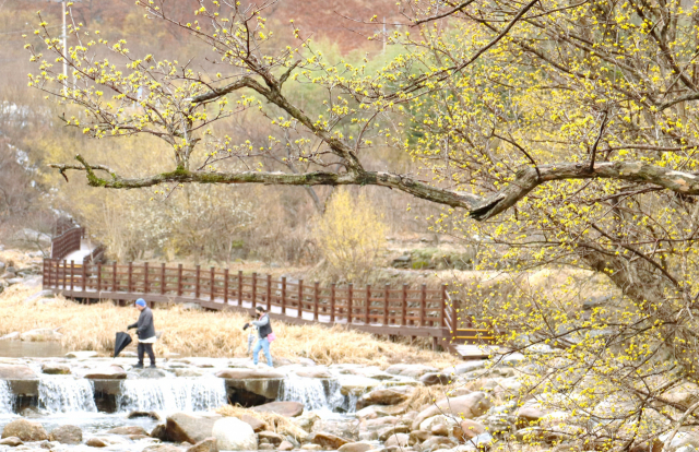 한 청춘 남녀가 전남 구례군 산동면 반곡마을 산수유꽃담길 앞을 흐르는 징검다리를 건너고 있다. 남태우 기자