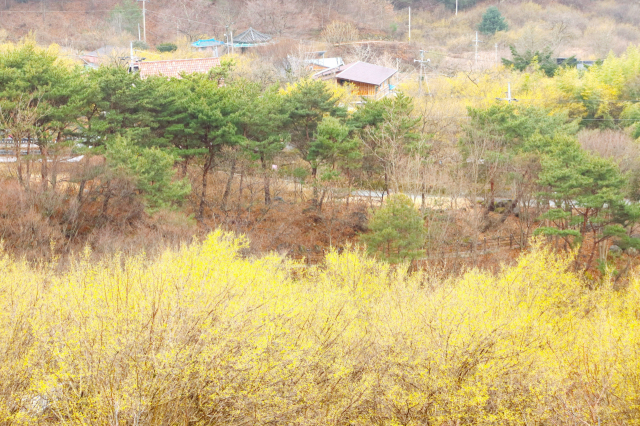 상위마을과 하위마을 사이 각시계곡에 산수유가 활짝 피었다. 남태우 기자