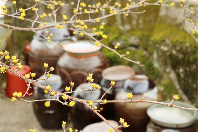 하위마을 민박집 장독대에 핀 산수유꽃이 정다워 보인다. 남태우 기자