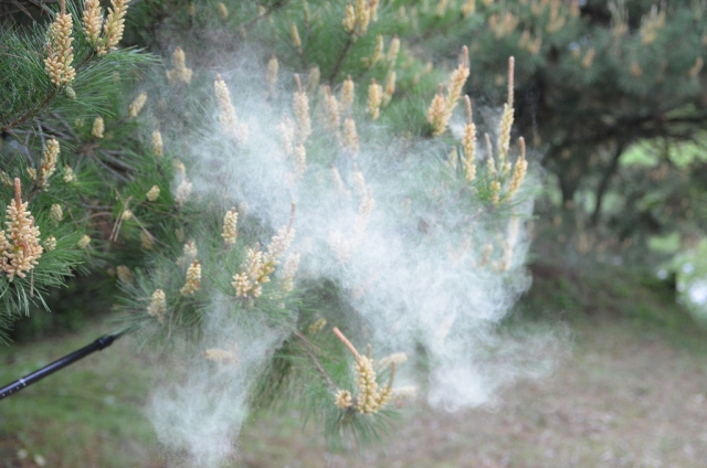 송홧가루. 연합뉴스
