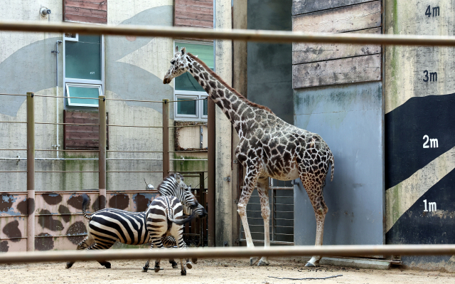 휴원 4년째를 맞고 있는 부산 유일의 동물원 부산진구 초읍동 삼정더파크에서 사자, 코끼리, 기린 등 동물들이 사육장에서 시간을 보내고 있다. 삼정더파크에는 지난달 기준 128종 512마리의 동물이 있는데, 사육사 13명이 돌보고 있다. 정종회 기자 jjh@