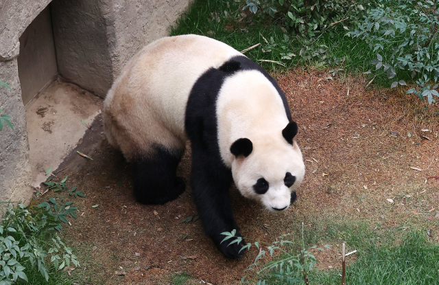 3월 3일 오전 경기 용인시 에버랜드 판다월드에서 다음 달 중국으로 돌아가는 자이언트 판다 '푸바오'의 마지막 모습이 공개되고 있다. 푸바오는 오는 4일부터 중국으로 이동할 준비에 들어간다. 연합뉴스