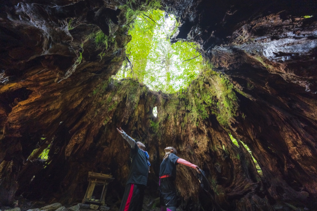 하트형 구멍이 인상적인 윌슨 그루터기. ©Soramido Yakushima