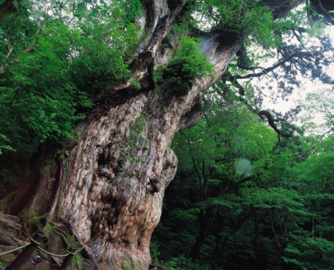 수령 7000년 삼나무와 원령공주 함께 사는 ‘생명과 치유의 섬’ [세상에이런여행] ⑪
