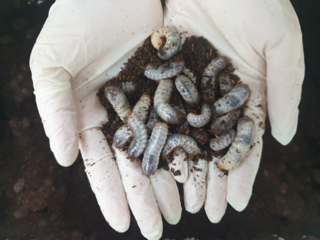 굼벵이로 불리는 흰점박이꽃무지 모습. 다양한 효능이 있지만 특유의 냄새 탓에 많은 소비자들이 섭취에 부담을 느껴왔다. 경남도농업기술원 제공