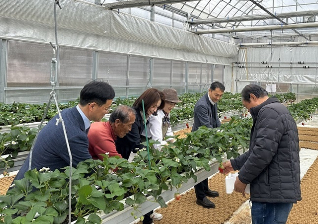 전북 진안군 안천면 용담댐 탄소제로 생태마을 스마트팜에서 3월 26일, 오은정 한국수자원공사 환경에너지본부장(왼쪽 가운데)과 마을 관계자 등 주요 참석자들이 스마트팜 첫 재배작물인 딸기를 수확하고 있다. 한국수자원공사 제공